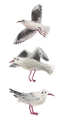 Watercolor set of three gulls in various positions. For compositions on the theme of rest on the coast. Birds on a white background