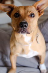 Portrait of a Mutt Dog 