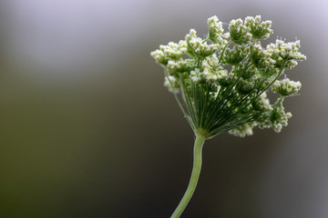 Close-up of the Daucus carota plant. Blurred background.