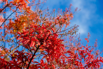 Arbol en rojo por el otoño