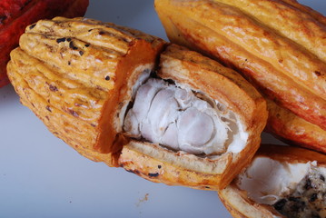 cocoa brazil