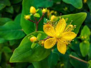 Yellow flowering perforate St Johns wort (Hypericum perforatum) with green leaves in background,...