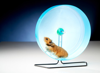 Hamsterrad