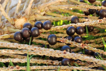açai brasil