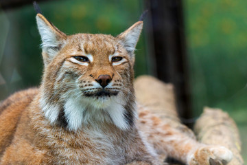 Portrait of Eurasian lynx. Portrait of wild mammal