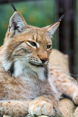 Portrait of Eurasian lynx. Portrait of wild mammal