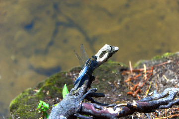 Emperor Dragonfly anded on the ground
