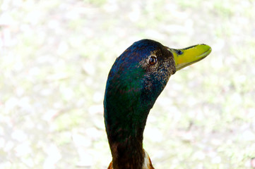 Male Mallard head looking to one side