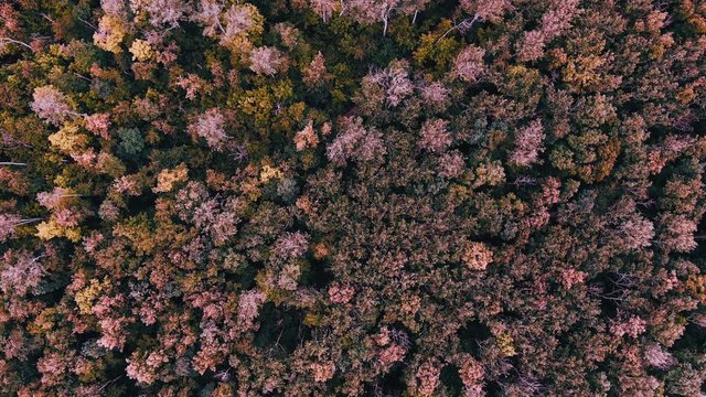 Chernobyl. The consequences of a terrible nuclear catastrophe. Red forest contaminated by radiation