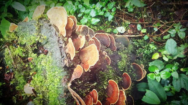 Naturaleza y sus bellezas 