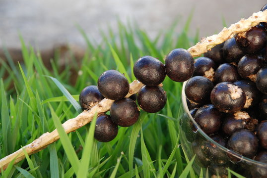 a&ccedil;ai
