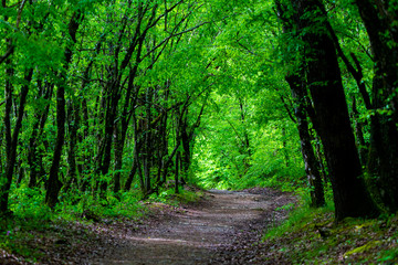 Fototapeta na wymiar Walkway Lane Path With Green Trees in Forest. Beautiful Alley, road In Park. Way Through Summer Forest