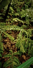 Nature details of Arenal Volcano in Costa Rica.