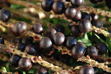 açai