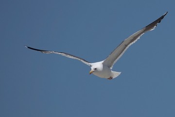Seagull in flight