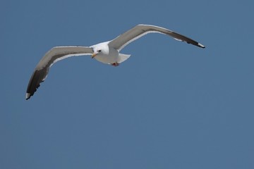 seagull in flight