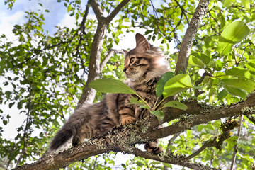 Obraz premium scared tabby kitten sitting on apple tree
