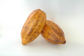 cacau cocoa 2