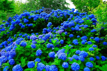 秋田県男鹿市　雲昌寺の紫陽花