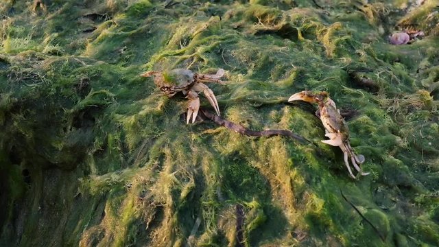 two sea crab crawling along the shore with green algae, Black Sea Ukraine