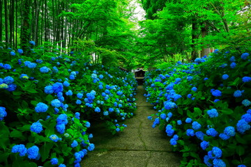 33 160 Hydrangea Macrophylla Wall Murals Canvas Prints Stickers Wallsheaven