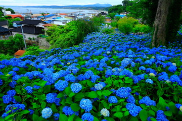 秋田県男鹿市　雲昌寺の紫陽花