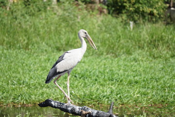 Bird is looking for fish at Phatthalung Thailand.