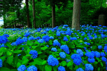 秋田県男鹿市　雲昌寺の紫陽花