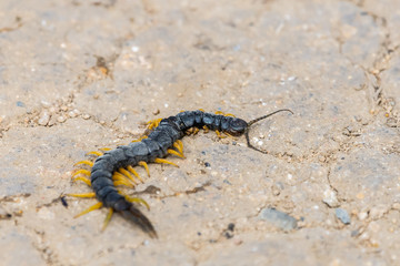 Common Desert Centipede or Scolopendra Polymorpha