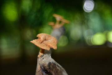 Mushrooms that occur with branches By nature can be eaten