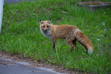 北海道の野生のキツネ　キタキツネ