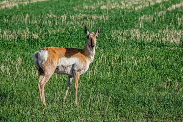 Pronghorn antelope grazing in a field in Saskatchewan, Canada
