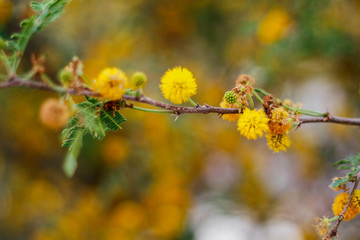 branch of a tree in spring