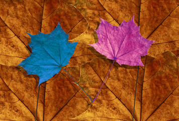 two maple leaves blue and pink on orange maple autumn background