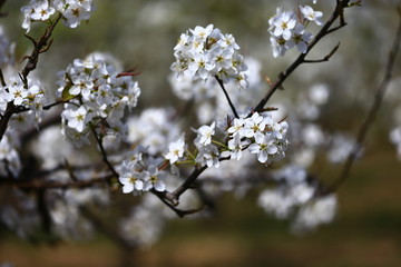 Blooming pear flower, very beautiful