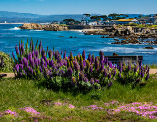 Purple flowers of the Pride of Madeira plant (Echium candicans) on a bluff in Pacific Grove, along the Monterey Bay of central California,  with Lover's Point seen in the background.   - obrazy, fototapety, plakaty