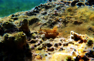 Regal Sea Goddess - (Felimare picta)