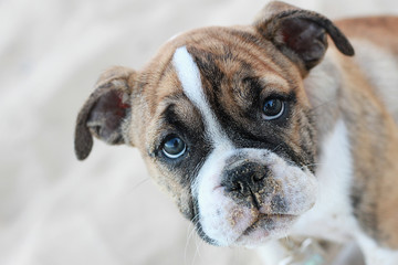 Australian Bulldog Puppy Close Up Face On The Beach