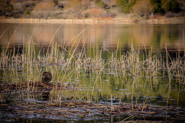 Scene view of a coypu near the lake shore