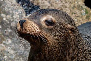 Close up of a  young California Sea Lion (Zalophus californianus) on the shore of Monterey Bay, along the Pacific coast of central California.  