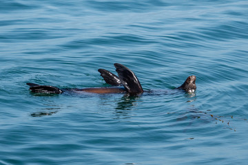 Fototapeta premium Sea Lions rest by floating on their backs along the rocky coast of the Monterey Bay in central California, after gorging on squid.