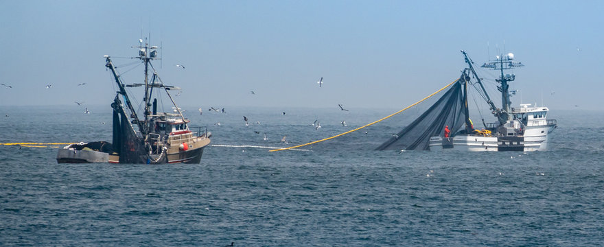 Commercial squid fishing boats work around the clock, including daylight hours, using purse seine nets as squid return to the waters of the Monterey Bay., off the coast of central California.