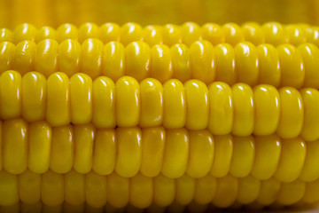 Fresh corn on the cob close up, macro photography of grain.