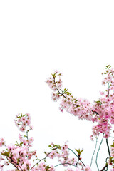 Obraz na płótnie Canvas Pink cherry blossom flowers isolated on white background