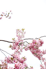 Pink cherry blossom flowers isolated on white background