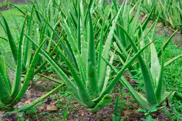  Aloevera As herbal medicine One of Thailand