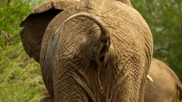 Slow motion: Adult African Elephant viewed from behind, walks and drops dung in Hluhluwe Park, South Africa 