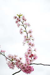 Obraz premium Pink cherry blossom flowers isolated on white background