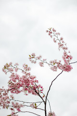 Pink cherry blossom flowers isolated on white background