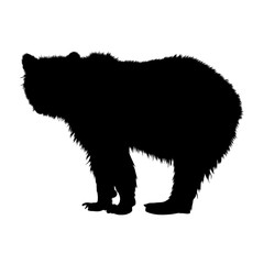 Fototapeta na wymiar Dangerous American Bear (Ursus Arctos) Standing On a White